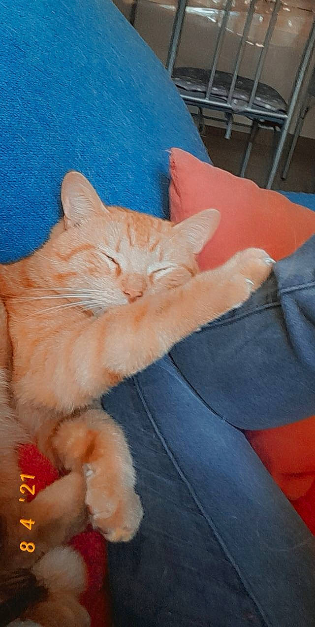 Pilou participe au concours pour gagner de l'argent avec cette photo : carnivore, cat, claw, comfort, couch, domestic_short_haired_cat, electric_blue, fawn, felidae, finger, fur, gesture, human_leg, lap, nail, orange, paw, small_to_medium_sized_cats, tail, whiskers