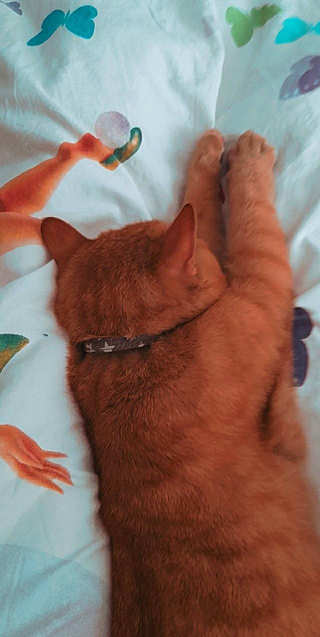 Pilou participe au concours pour gagner de l'argent avec cette photo : carnivore, cat, comfort, companion_dog, dog_breed, ear, fawn, felidae, finger, foot, gesture, human_leg, liver, orange, small_to_medium_sized_cats, snout, tail, whiskers, wrinkle, wrist