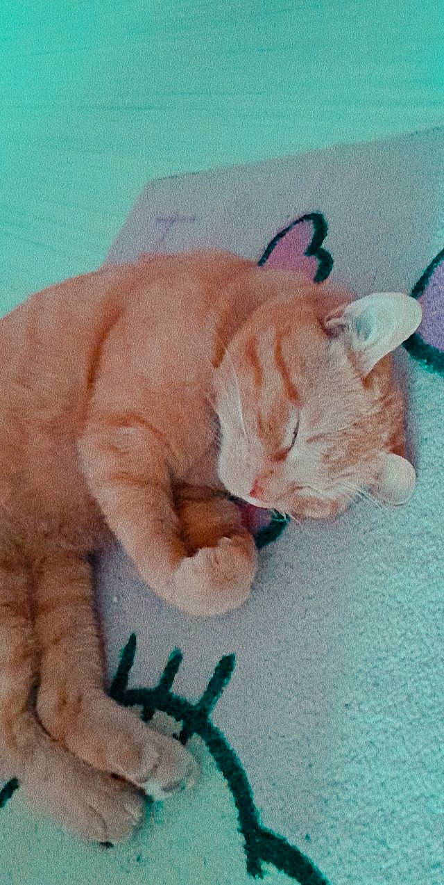 Pilou participe au concours pour gagner de l'argent avec cette photo : art, carnivore, cat, comfort, domestic_short_haired_cat, fawn, felidae, finger, foot, fur, gesture, linens, nose, paint, paw, small_to_medium_sized_cats, snout, tail, textile, whiskers