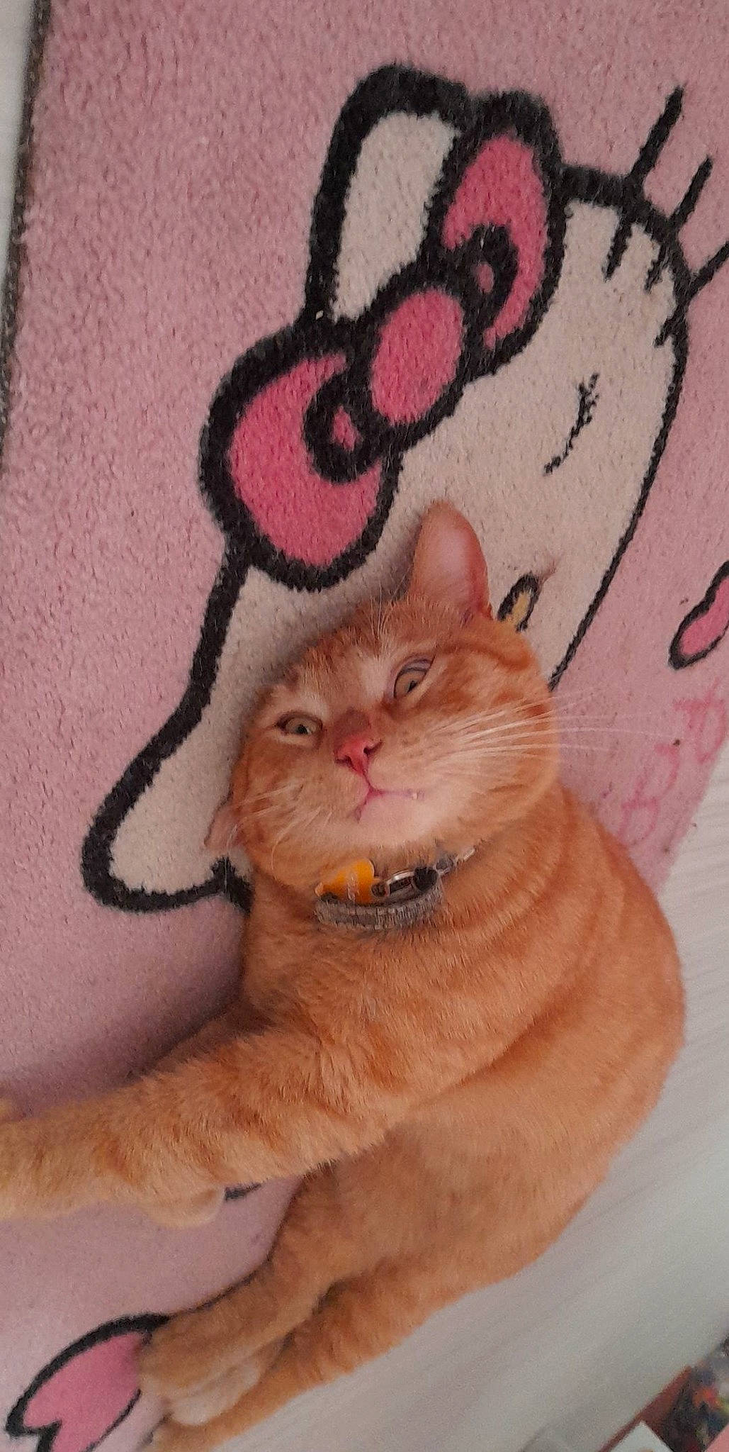 Pilou participe au concours pour gagner de l'argent avec cette photo : carnivore, cat, claw, domestic_short_haired_cat, fashion_accessory, fawn, felidae, fur, magenta, mammal, pattern, paw, peach, pink, small_to_medium_sized_cats, snout, tail, vertebrate, whiskers, window