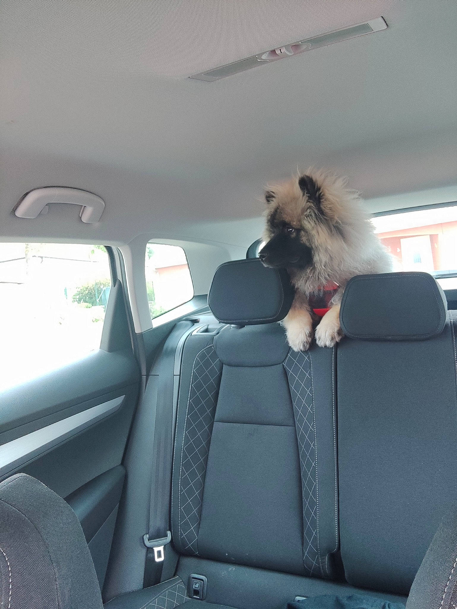 Taïko participe au concours pour gagner de l'argent avec cette photo : auto_part, automotive_design, automotive_exterior, automotive_mirror, car, car_seat, car_seat_cover, companion_dog, dog, family_car, glass, head_restraint, motor_vehicle, personal_luxury_car, seat_belt, tints_and_shades, vehicle, vehicle_door, window, windshield