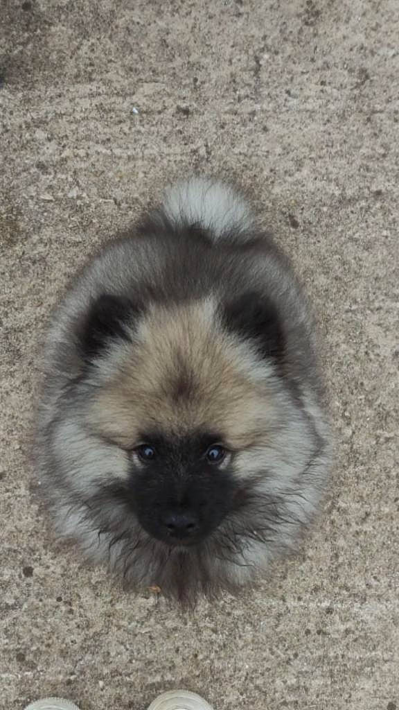 Taïko participe au concours pour gagner de l'argent avec cette photo : ancient_dog_breeds, carnivore, companion_dog, dog, dog_breed, fur, head, snout, terrestrial_animal, toy_dog, wildlife, working_animal