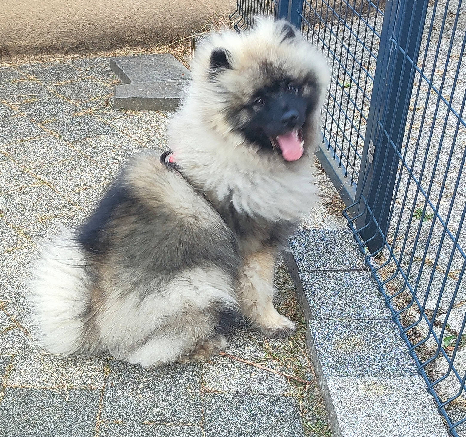 Taïko participe au concours pour gagner de l'argent avec cette photo : ancient_dog_breeds, canidae, carnivore, chain_link_fencing, companion_dog, dog, dog_breed, fawn, fence, fur, german_spitz_klein, keeshond, mesh, snout, sporting_group, tail, terrestrial_animal, toy_dog, wire_fencing, working_animal