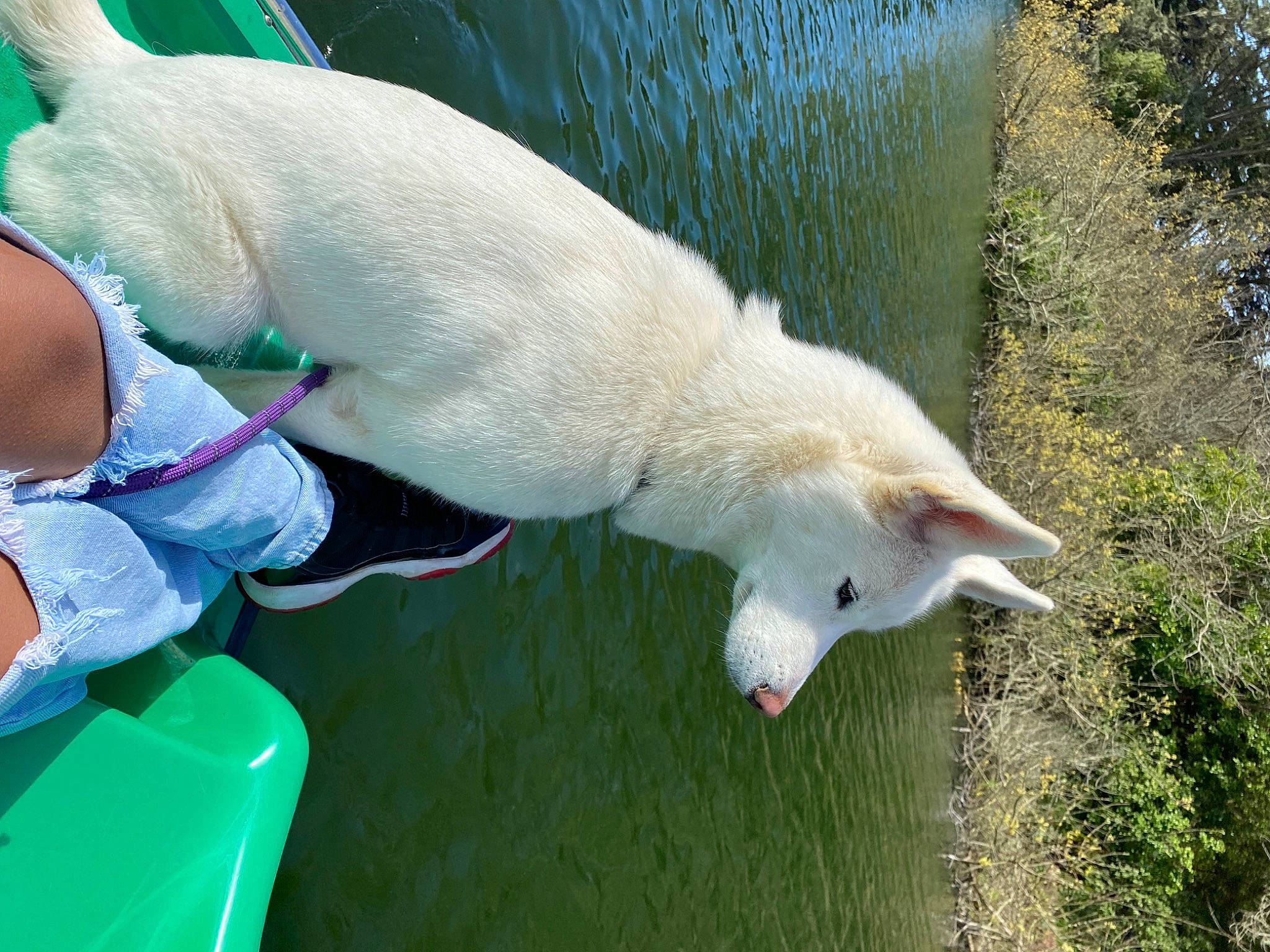 Bella is registered to the contest to win money with this photo: _geese_and_swans, beak, canidae, carnivore, cockatoo, companion_dog, dog_breed, duck, ducks, fawn, grass, plant, polar_bear, seabird, snout, sporting_group, swan, tail, terrestrial_animal, water