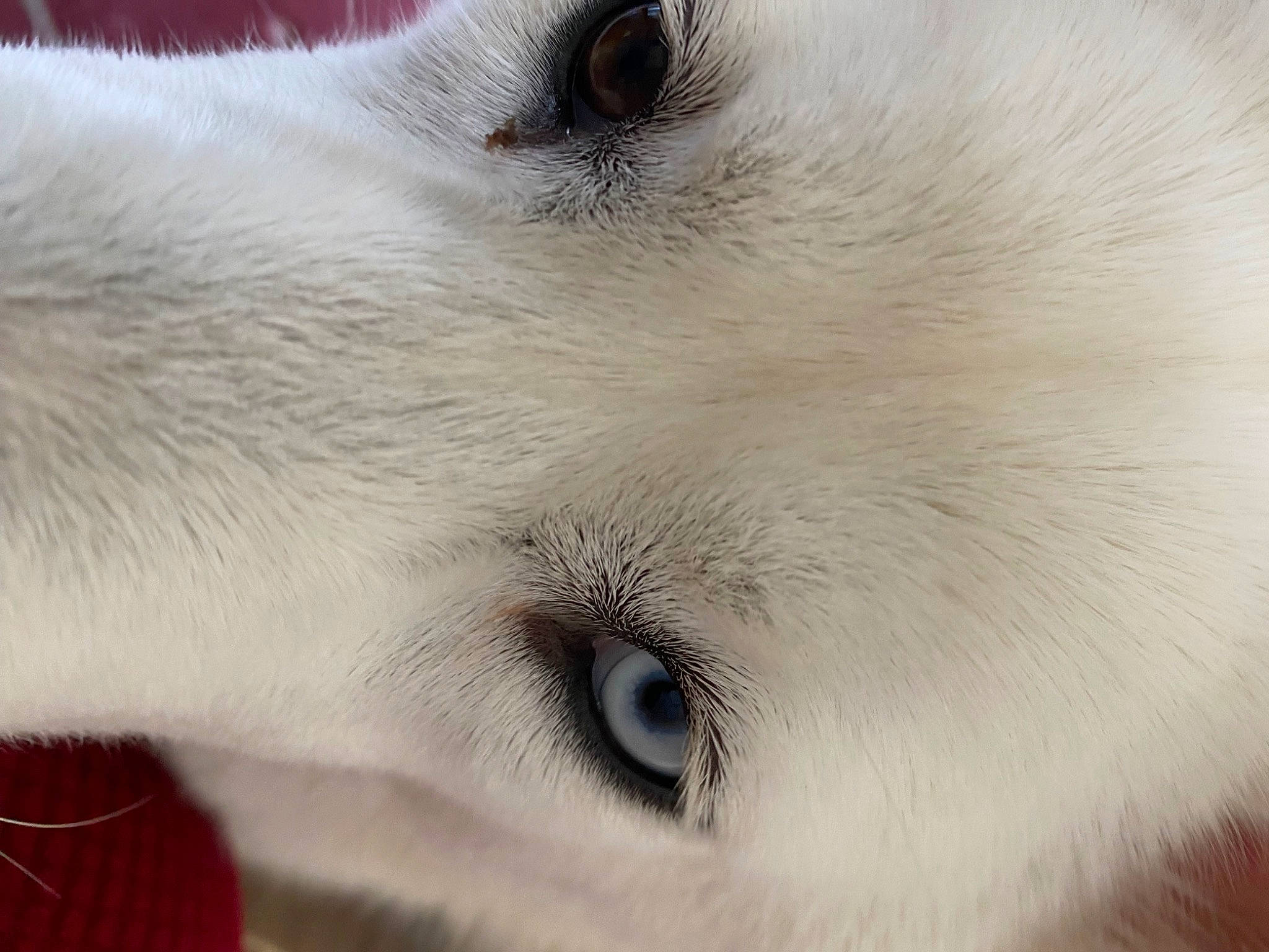 Bella joined the competition — help win amazing prizes! canidae, carnivore, close_up, companion_dog, dog, dog_breed, ear, eyelash, fawn, fur, monochrome, non_sporting_group, paw, snout, sporting_group, terrestrial_animal, volpino_italiano, whiskers, wildlife, working_animal