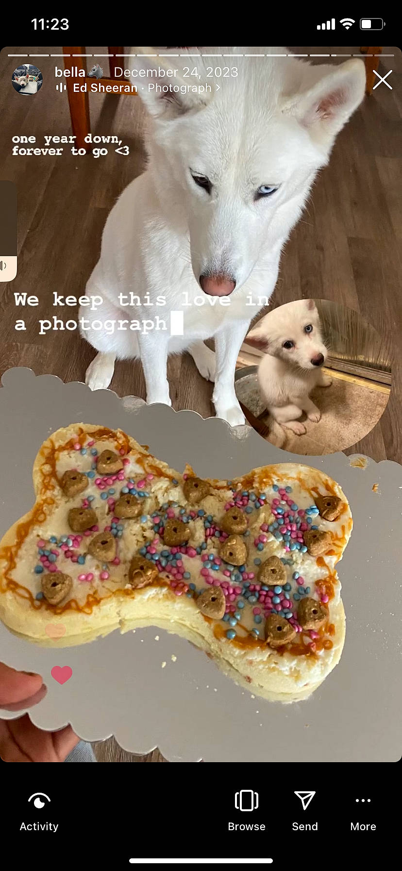Bella joined the competition — help win amazing prizes! baked_goods, baking, carnivore, companion_dog, cuisine, dessert, dish, dog, dog_breed, fast_food, finger_food, font, food, fur, ingredient, recipe, sweetness, tableware, terrestrial_animal, working_animal