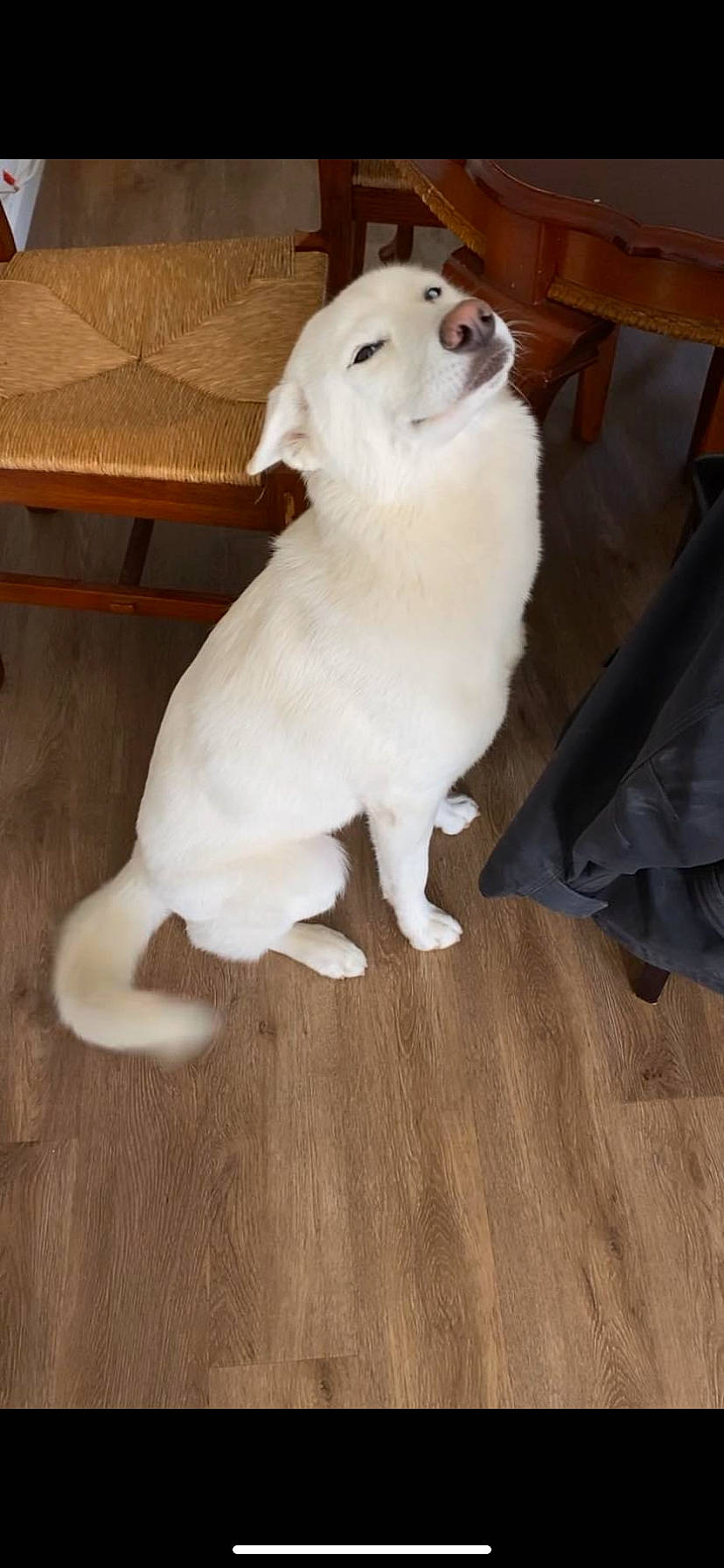 Bella is registered to the contest to win money with this photo: canidae, carnivore, companion_dog, dog, dog_breed, fawn, floor, flooring, fur, hardwood, laminate_flooring, pet_supply, snout, sporting_group, tail, varnish, wood, wood_flooring, wood_stain, working_animal