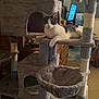Hector is registered to the contest to win money with this photo: cat, cat_tree, indoor, furniture, plush, pet, animal, relaxing, living_room, wooden_cabinet, television, carpet, toy, household, domestic, comfortable, resting, gray, white, cute