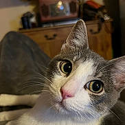 Hector joined the competition — help win amazing prizes! cat, close_up, indoor, gray_blanket, wooden_cabinet, television, whiskers, pink_nose, curious, pet, feline, soft_texture, domestic_cat, relaxed, animal, fur, portrait, cute, eyes, cozy
