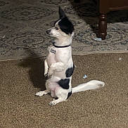 Arlo joined the competition — help win amazing prizes! alert, animal, black_and_white, canine, carpet, coffee_table, cute, dog, domestic_animal, floor, fur, furniture, handbag, indoor, living_room, pet, rug, side_view, sitting, small_dog