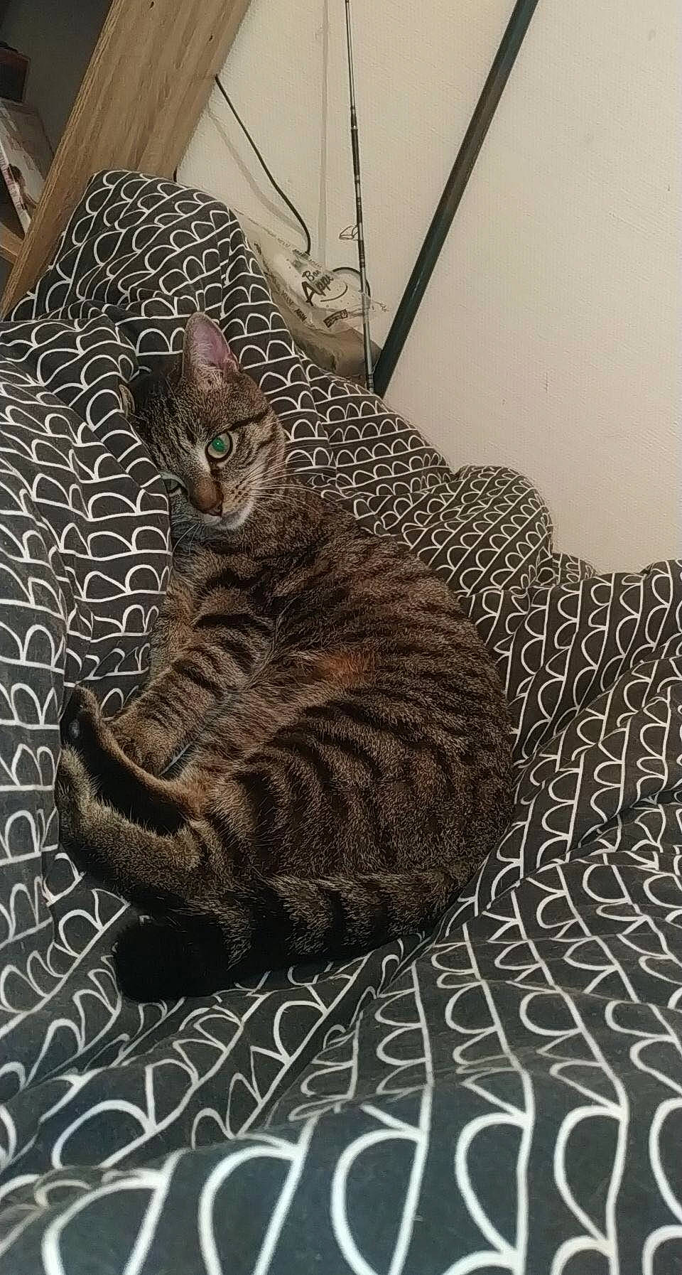 Metmet participe au concours pour gagner de l'argent avec cette photo : art, black_cat, carnivore, cat, claw, comfort, domestic_short_haired_cat, felidae, fur, grey, illustration, mammal, pattern, paw, small_to_medium_sized_cats, snout, tail, terrestrial_animal, tree, whiskers