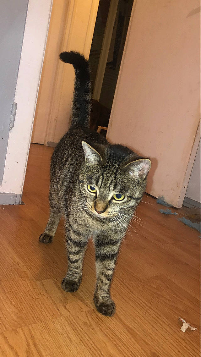 Metmet a rejoint le concours — aidez-le/la à gagner de superbes lots ! carnivore, cat, domestic_short_haired_cat, door, felidae, floor, flooring, fur, grey, hardwood, laminate_flooring, small_to_medium_sized_cats, snout, tail, terrestrial_animal, varnish, whiskers, wood, wood_flooring, wood_stain