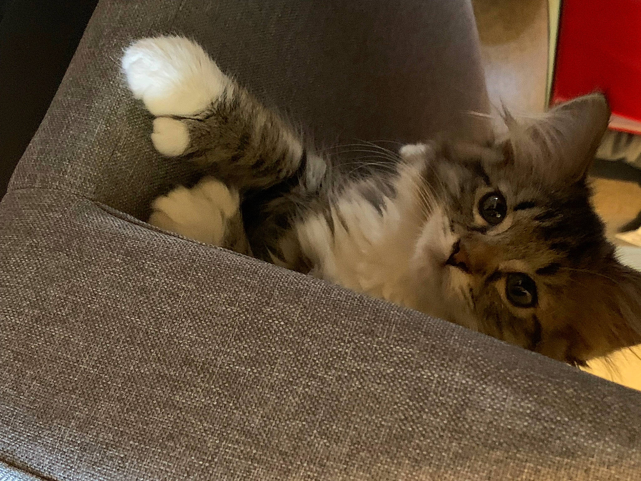 Beans joined the competition — help win amazing prizes! box, cardboard, carnivore, cat, claw, comfort, domestic_short_haired_cat, fawn, felidae, fur, paw, small_to_medium_sized_cats, snout, tail, whiskers