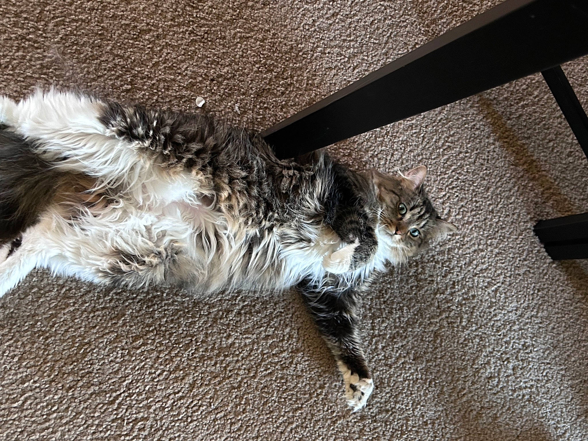 Beans is registered to the contest to win money with this photo: asphalt, carnivore, cat, claw, domestic_short_haired_cat, felidae, flooring, fur, grey, human_leg, mammal, paw, road_surface, small_to_medium_sized_cats, snout, tail, terrestrial_animal, vertebrate, whiskers, wood