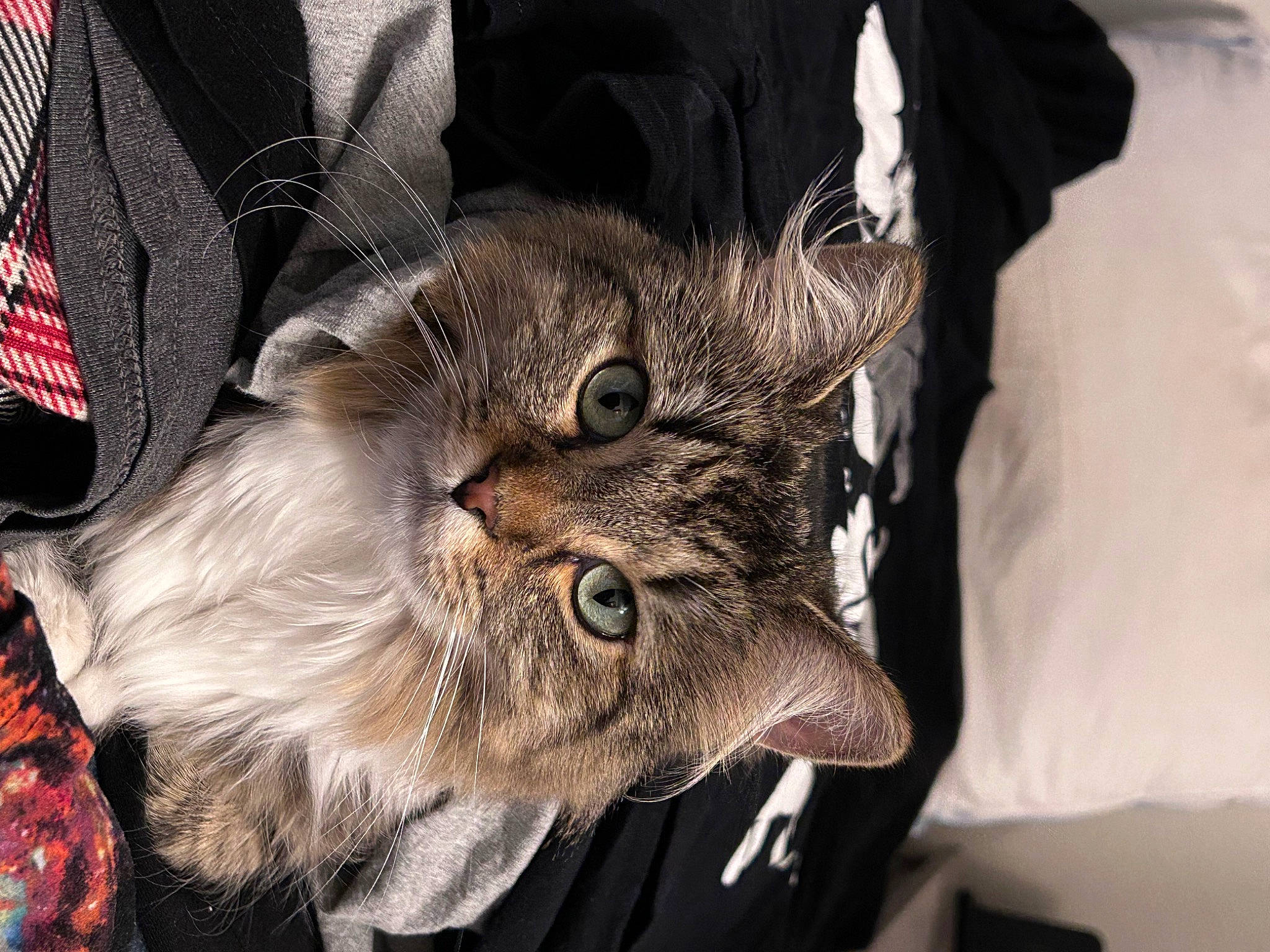 Beans joined the competition — help win amazing prizes! carnivore, cat, claw, comfort, domestic_short_haired_cat, ear, fawn, felidae, fur, glasses, small_to_medium_sized_cats, snout, terrestrial_animal, whiskers, wildlife