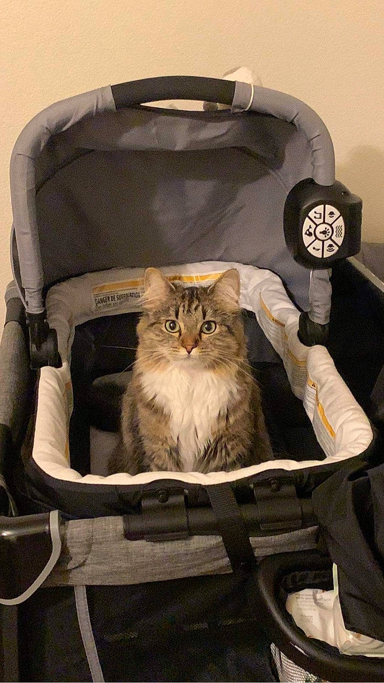 Beans joined the competition — help win amazing prizes! bag, baggage, box, brown, carnivore, cat, chair, comfort, fashion_accessory, fawn, felidae, fur, luggage_and_bags, paper_bag, pocket, shipping_box, small_to_medium_sized_cats, suitcase, whiskers, wood