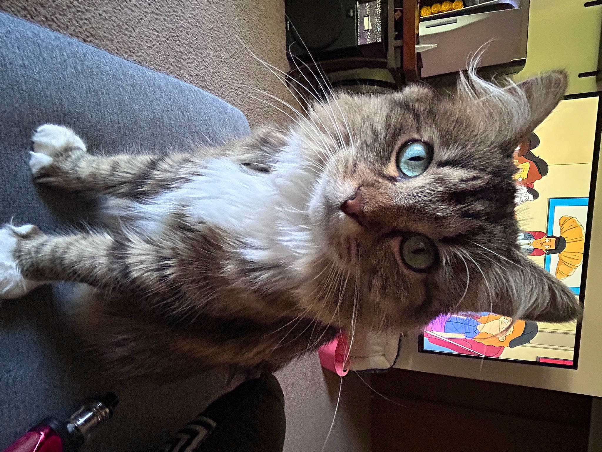 Beans joined the competition — help win amazing prizes! box, carnivore, cat, claw, comfort, domestic_short_haired_cat, felidae, fur, grey, lap, metal, nap, paw, small_to_medium_sized_cats, tail, whiskers