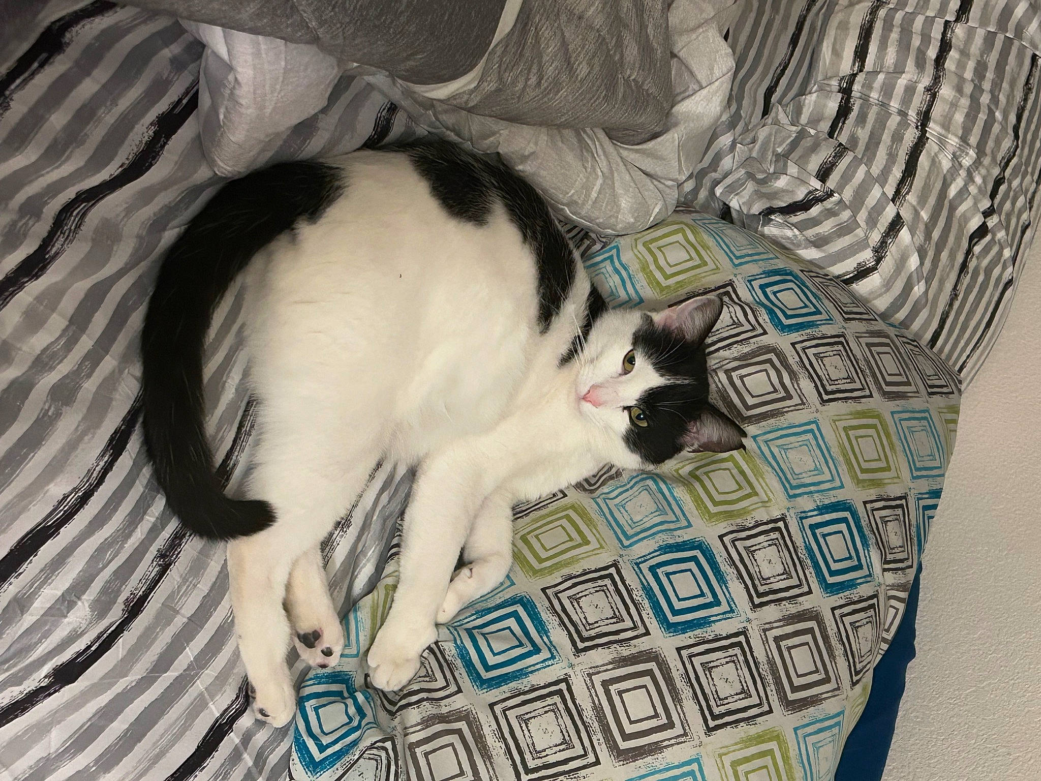 J-tubbs joined the competition — help win amazing prizes! carnivore, cat, comfort, domestic_short_haired_cat, eye, felidae, fur, grey, linens, mammal, pattern, paw, plant, small_to_medium_sized_cats, tail, textile, tree, vertebrate, whiskers, wood