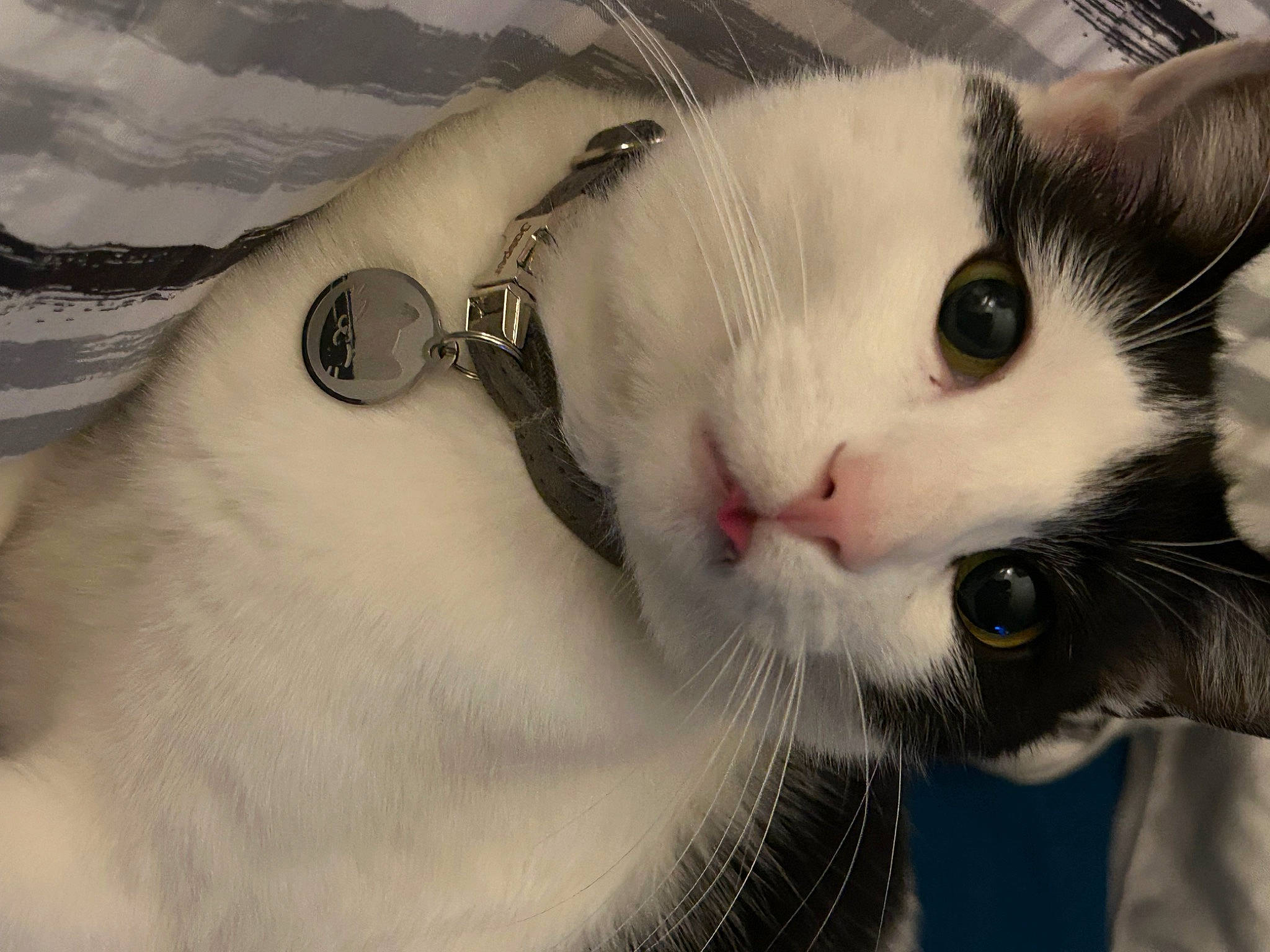 J-tubbs joined the competition — help win amazing prizes! carnivore, cat, claw, comfort, domestic_short_haired_cat, eyelash, fashion_accessory, felidae, fur, jewellery, paw, small_to_medium_sized_cats, snout, tail, watch, whiskers