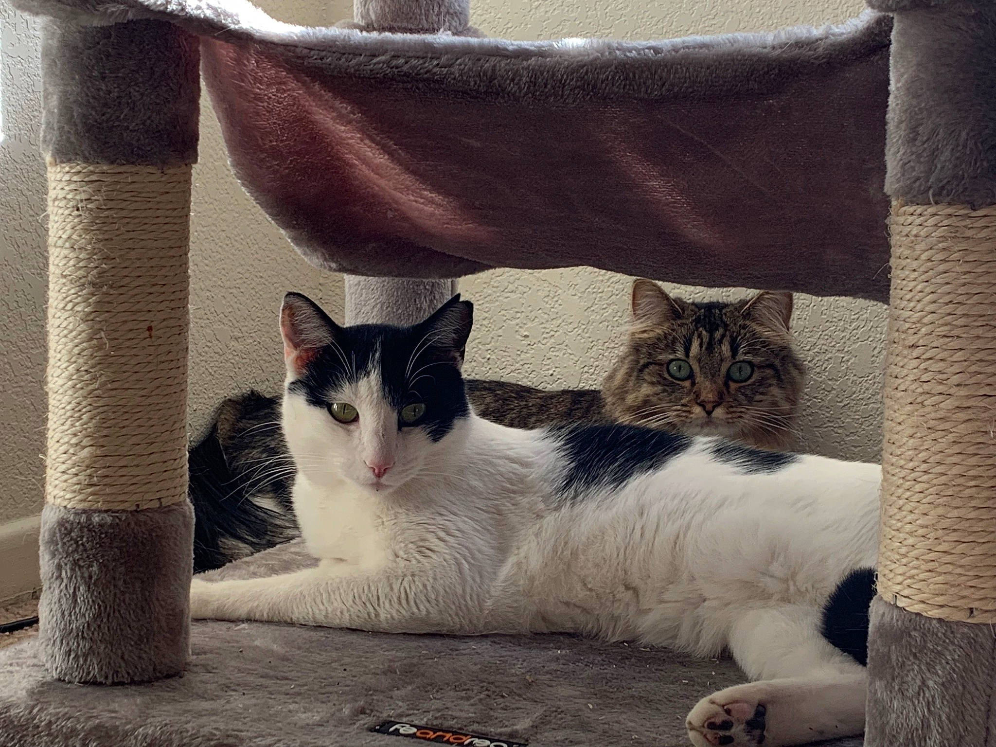 J-tubbs is registered to the contest to win money with this photo: bedding, carnivore, cat, cat_furniture, comfort, domestic_short_haired_cat, felidae, fur, grey, home_accessories, linens, pattern, paw, pet_supply, rectangle, small_to_medium_sized_cats, square, tail, throw_pillow, whiskers