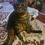 Babee joined the competition — help win amazing prizes! cat, tabby, pet, indoor, bed, blanket, furniture, bottle, pattern, curious, animal, domestic, whiskers, ears, tail, sitting, eyes, fur, relaxed, cozy