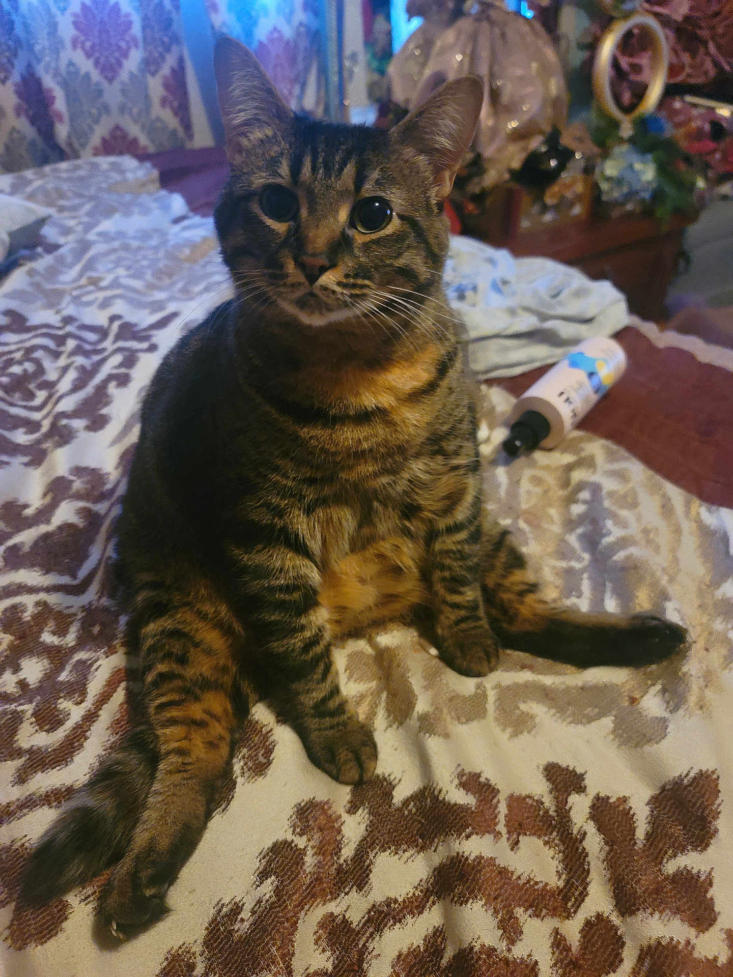 Babee joined the competition — help win amazing prizes! cat, tabby, pet, indoor, bed, blanket, furniture, bottle, pattern, curious, animal, domestic, whiskers, ears, tail, sitting, eyes, fur, relaxed, cozy