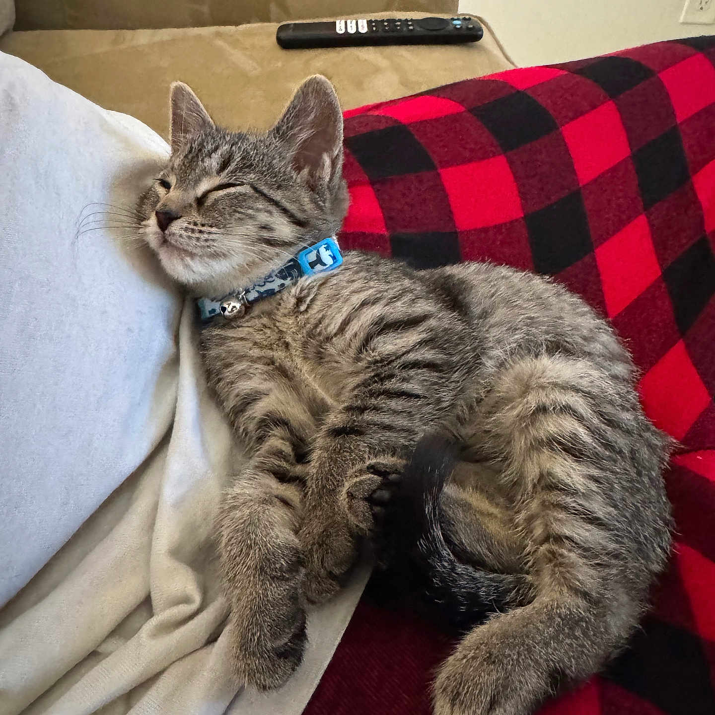 Georgia is registered to the contest to win money with this photo: abyssinian, accessories, animal, bed, blanket, cat, couch, cushion, electronics, furniture, homedecor, indoors, kitten, linen, manx, person, pet, quilt, remotecontrol, sleeping