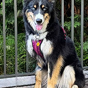 Nori is registered to the contest to win money with this photo: animal, bench, black_fur, blue_eyes, canine, collar, dog, ears, fur, greenery, happy, leash, nature, outdoor, pet, portrait, sitting, tan_fur, tongue_out, white_fur
