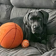 Blu is registered to the contest to win money with this photo: puppy, dog, black_dog, basketball, tennis_ball, couch, gray_couch, pet, animal, indoor, fur, cute, young_dog, relaxed, laying_down, toy, sports_ball, companion, friend, domestic_animal