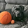 puppy, dog, black_dog, basketball, tennis_ball, couch, gray_couch, pet, animal, indoor, fur, cute, young_dog, relaxed, laying_down, toy, sports_ball, companion, friend, domestic_animal