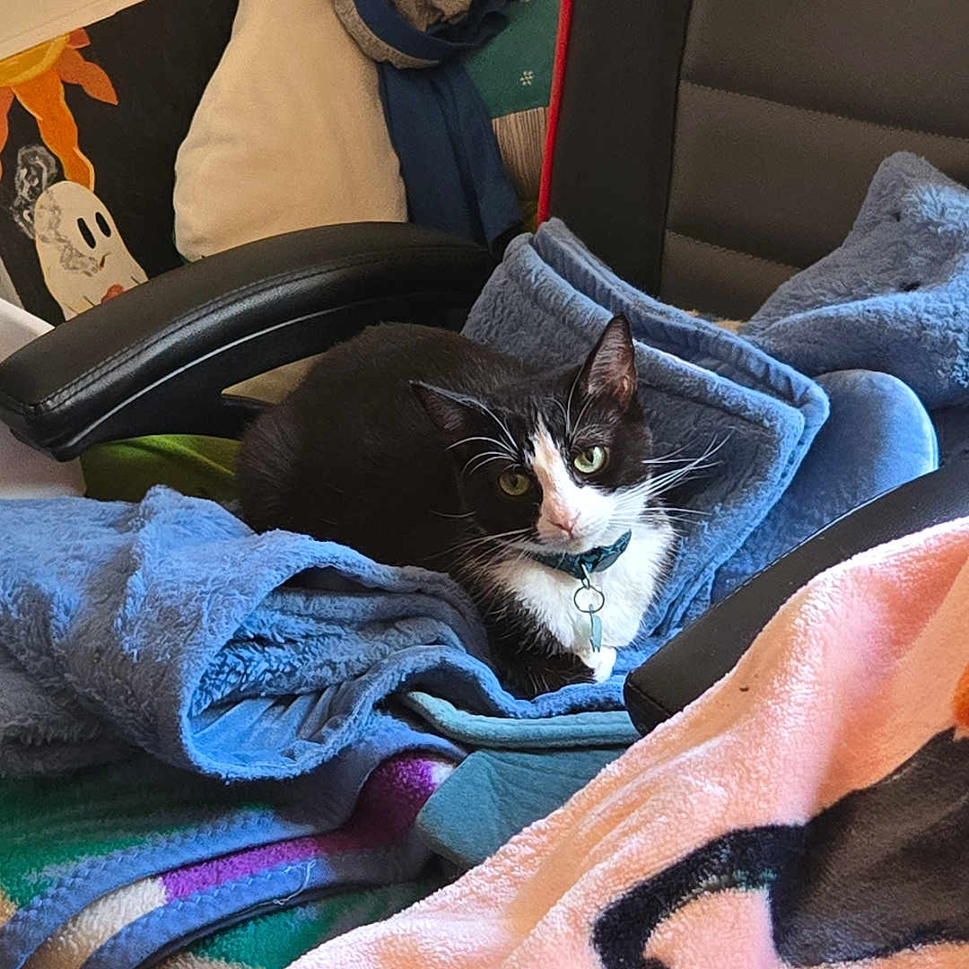 Pepper is registered to the contest to win money with this photo: black_and_white, blanket, cat, chair, collar, colorful, comfortable, cozy, domestic_animal, feline, fur, ghost, home, indoor, painting, pet, relaxed, resting, soft, textile