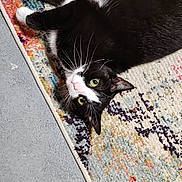 Pepper is registered to the contest to win money with this photo: cat, black_and_white, green_eyes, lying_down, rug, patterned_rug, indoor, pet, whiskers, relaxed, feline, floor, curious, close_up, domestic_cat, cute, animal, paw, fur, resting