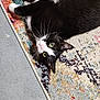 cat, black_and_white, green_eyes, lying_down, rug, patterned_rug, indoor, pet, whiskers, relaxed, feline, floor, curious, close_up, domestic_cat, cute, animal, paw, fur, resting
