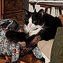 Pepper joined the competition — help win amazing prizes! cat, black_and_white, quilt, floral_pattern, indoor, furniture, wooden_drawer, blanket, cozy, resting, pet, collar, table_fan, table, relaxed, fur, whiskers, pink_nose, ears, home