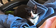 Pepper joined the competition — help win amazing prizes! cat, black_and_white, blanket, chair, collar, indoor, cozy, pet, feline, resting, textile, colorful, painting, ghost, fur, domestic_animal, soft, comfortable, home, relaxed