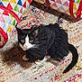 Pepper joined the competition — help win amazing prizes! cat, black_and_white, pet, animal, indoor, carpet, colorful, patterned, play_tunnel, fabric, curious, costume, ruffles, feline, cute, domestic, floor, eyes, whiskers, tail