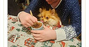 Trixie joined the competition — help win amazing prizes! person, dog, table, hot_chocolate, cup, stirring, tablecloth, holiday, festive, indoor, cozy, fluffy_dog, pomernian, blue_clothing, hair, face, hands, warm, food, drink