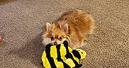 Trixie joined the competition — help win amazing prizes! animal, bee_toy, black, boots, brown, carpet, cozy, cute, dog, door, fluffy, home, indoor, lying_down, pet_toy, playful, plush_toy, pomeranian, shoes, yellow
