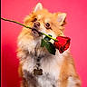adorable, animal, collar, cute, dog, flower, fluffy, furry, indoor, isolated, love, mammal, pet, pink_background, portrait, romantic, rose, single_flower, studio, valentine
