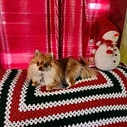 Trixie is registered to the contest to win money with this photo: dog, small_dog, fluffy, pet, crocheted_blanket, red_curtain, snowman_decoration, indoor, festive, christmas_colors, cozy, cute, animal, companion, resting, decor, holiday, furry, tail, ears