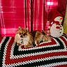 dog, small_dog, fluffy, pet, crocheted_blanket, red_curtain, snowman_decoration, indoor, festive, christmas_colors, cozy, cute, animal, companion, resting, decor, holiday, furry, tail, ears
