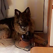 Maliki joined the competition — help win amazing prizes! animal, black, boots, brown, canine, cozy, curious, dog, door, floor, fur, german_shepherd, home, indoor, paw, pet, quiet, resting, shoe, wood