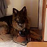 animal, black, boots, brown, canine, cozy, curious, dog, door, floor, fur, german_shepherd, home, indoor, paw, pet, quiet, resting, shoe, wood