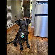 Samson joined the competition — help win amazing prizes! puppy, dog, black_dog, tie, wooden_floor, kitchen, appliance, flooring, indoor, pet, young_dog, curious, sitting, collar, household, domestic_animal, cute, animal, floor, room