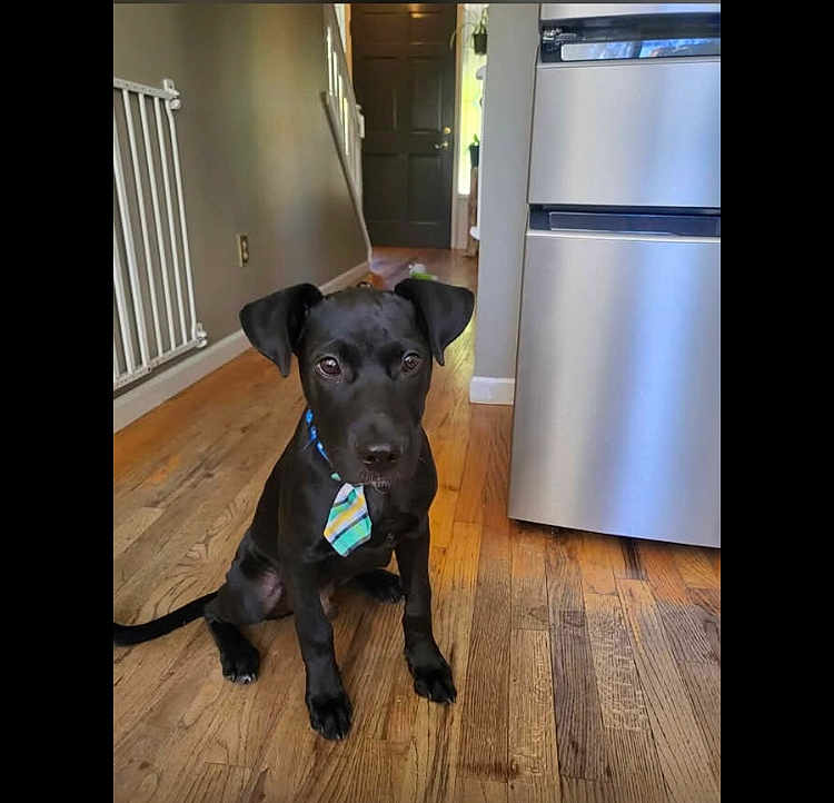 Samson joined the competition — help win amazing prizes! puppy, dog, black_dog, tie, wooden_floor, kitchen, appliance, flooring, indoor, pet, young_dog, curious, sitting, collar, household, domestic_animal, cute, animal, floor, room