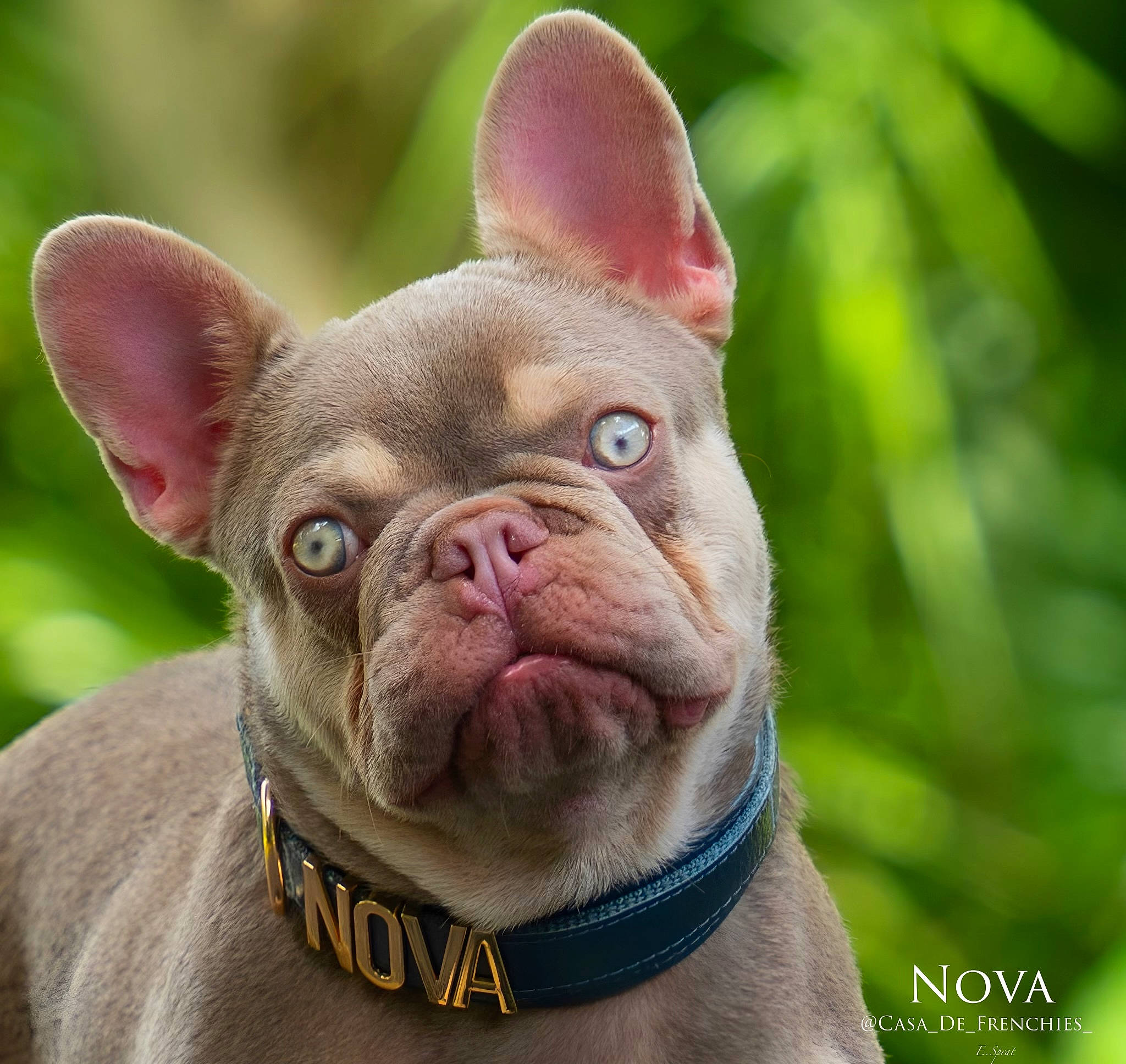 Super Nova is registered to the contest to win money with this photo: bulldog, canidae, carnivore, close_up, collar, companion_dog, dog, dog_breed, ear, fawn, grass, liver, pink, snout, sporting_group, terrestrial_animal, toy_dog, whiskers, working_animal, wrinkle