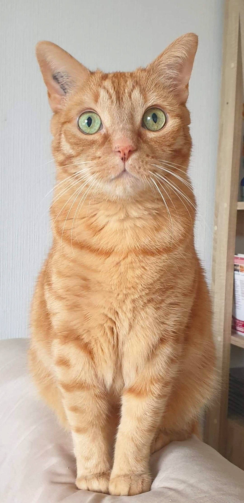 Félix a rejoint le concours — aidez-le/la à gagner de superbes lots ! bookcase, carnivore, cat, claw, domestic_short_haired_cat, event, fawn, felidae, fur, iris, paw, shelf, shelving, small_to_medium_sized_cats, snout, tail, terrestrial_animal, whiskers