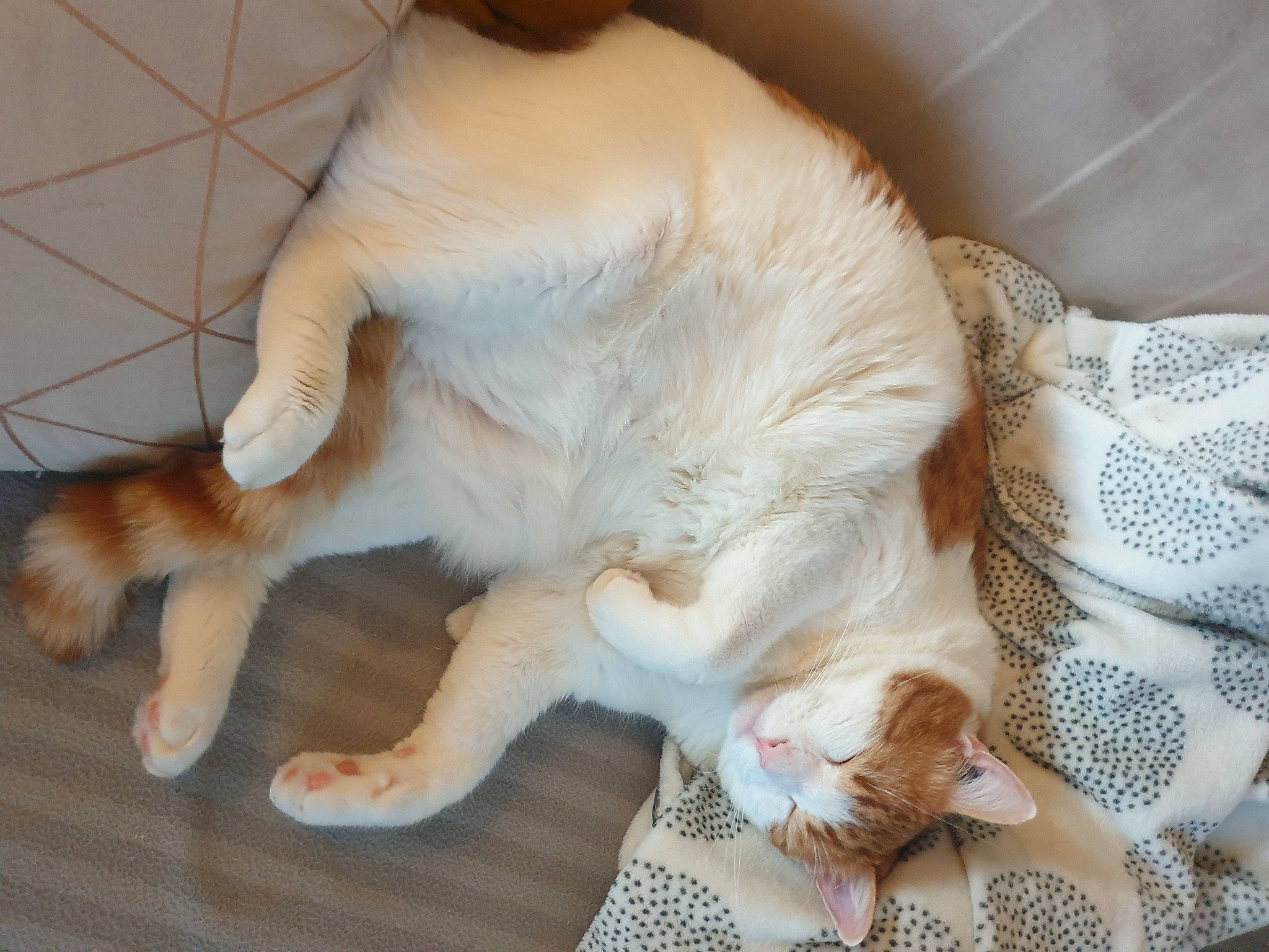 Beerus participe au concours pour gagner de l'argent avec cette photo : canidae, carnivore, cat, claw, comfort, companion_dog, dog_breed, fawn, felidae, flooring, foot, fur, nap, paw, small_to_medium_sized_cats, snout, sporting_group, tail, whiskers, wood