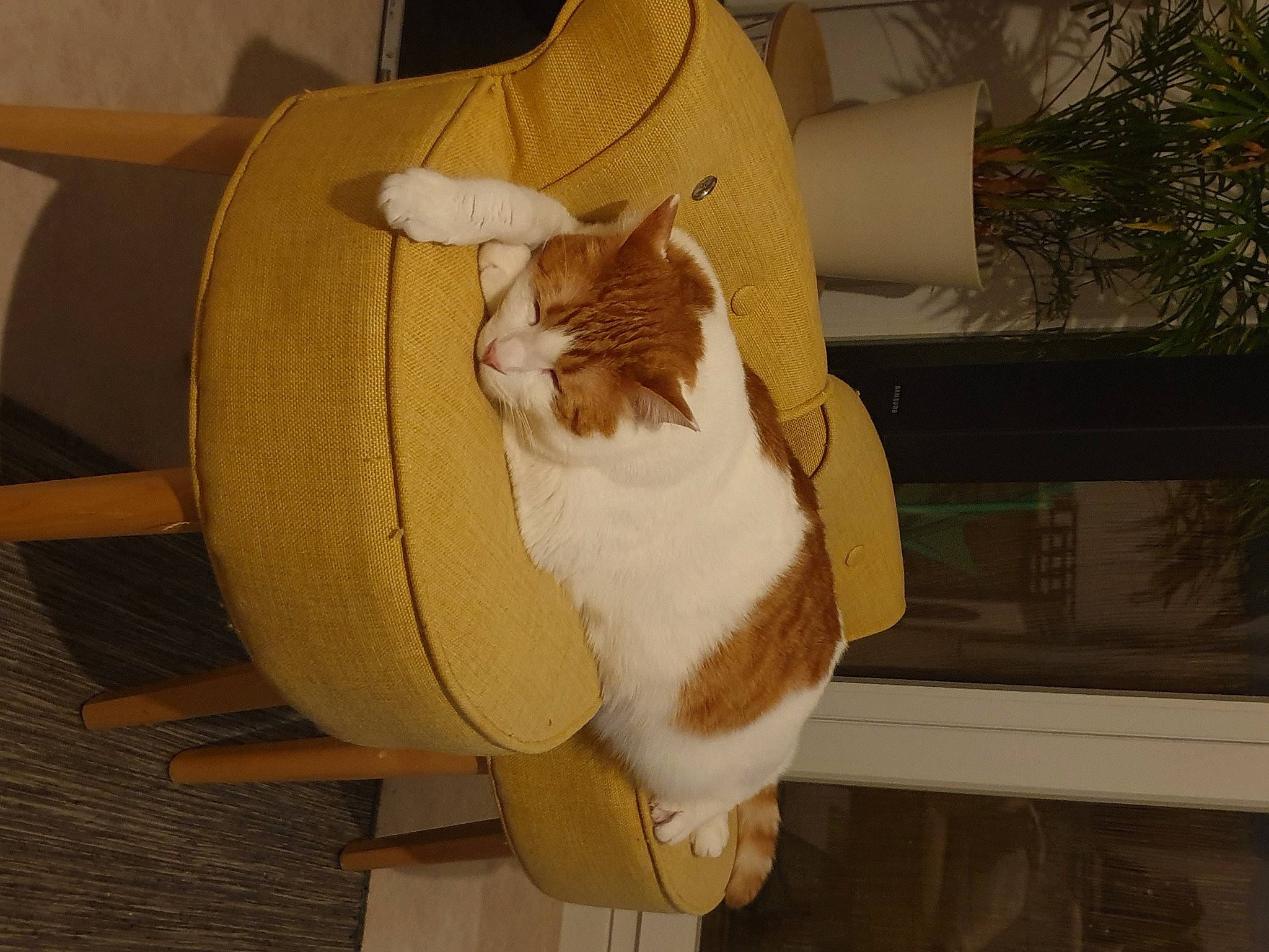 Beerus a rejoint le concours — aidez-le/la à gagner de superbes lots ! bag, cardboard, carnivore, cat, cat_supply, comfort, fawn, felidae, fur, hardwood, human_leg, paper_bag, paper_product, pet_supply, plant, small_to_medium_sized_cats, tail, thigh, whiskers, wood