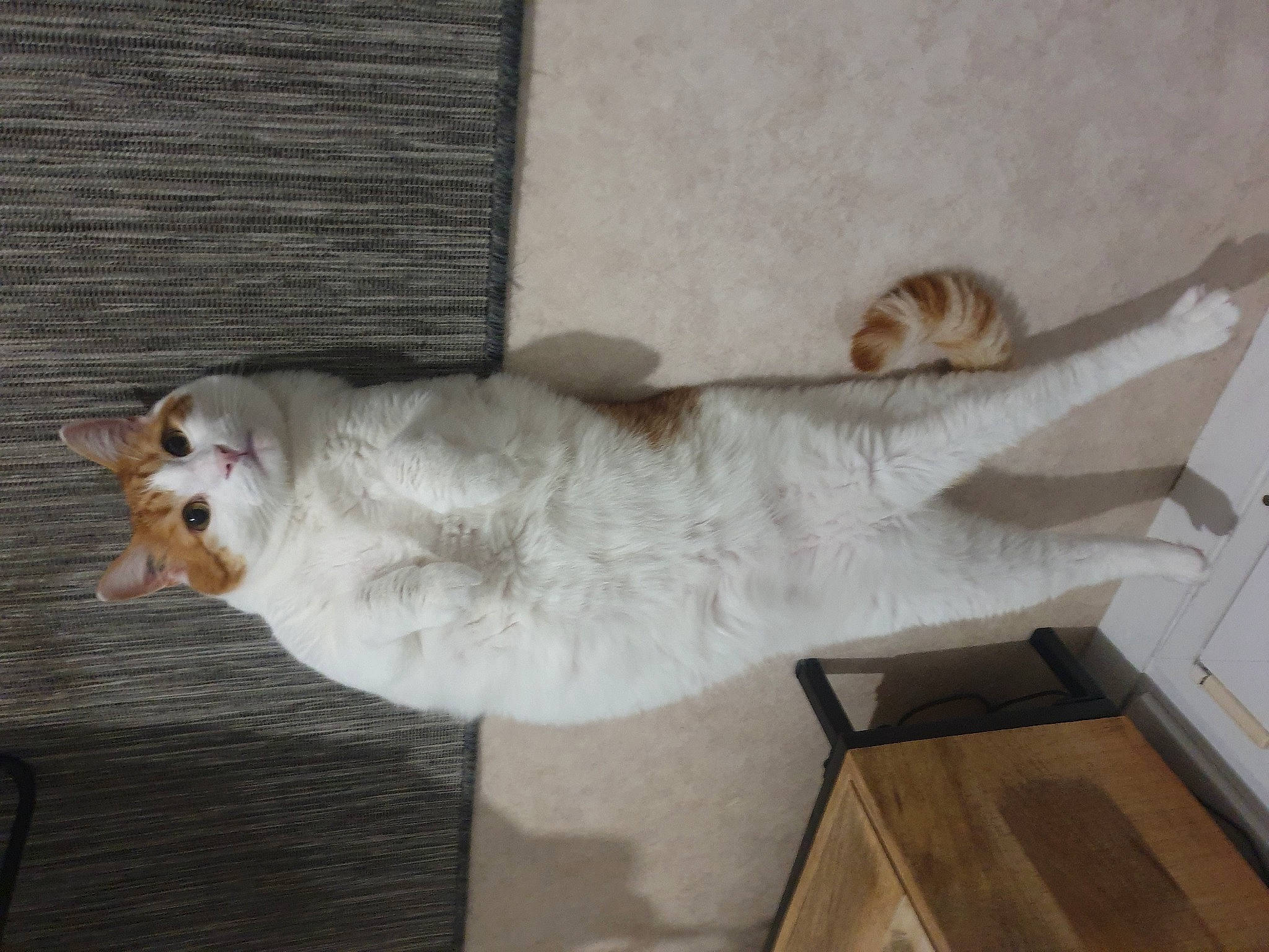 Beerus participe au concours pour gagner de l'argent avec cette photo : canidae, carnivore, cat, comfort, companion_dog, dog_breed, domestic_short_haired_cat, felidae, flooring, fur, hardwood, nap, paw, room, small_to_medium_sized_cats, sporting_group, tail, whiskers, wood